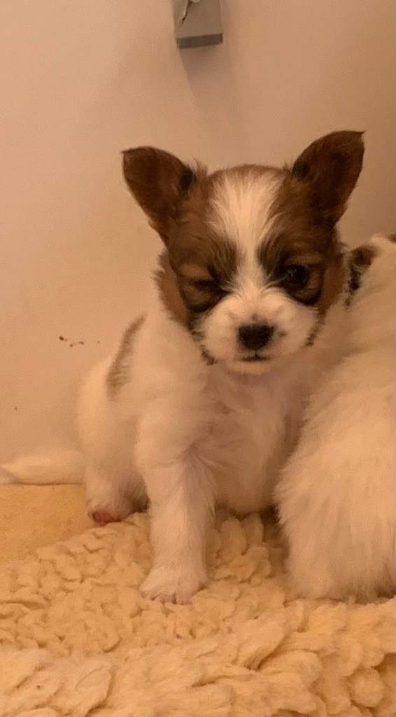 De L'Esprit Du Lion D'or - Chiot disponible  - Epagneul nain Continental (Papillon)