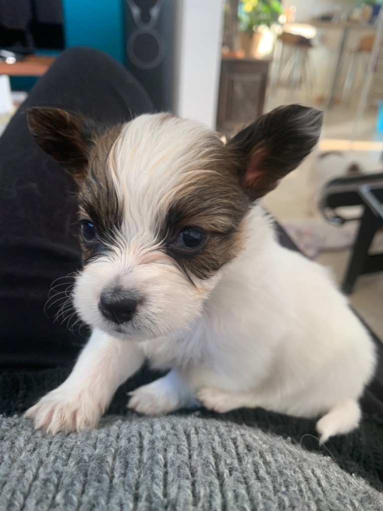 De L'Esprit Du Lion D'or - Chiot disponible  - Epagneul nain Continental (Papillon)