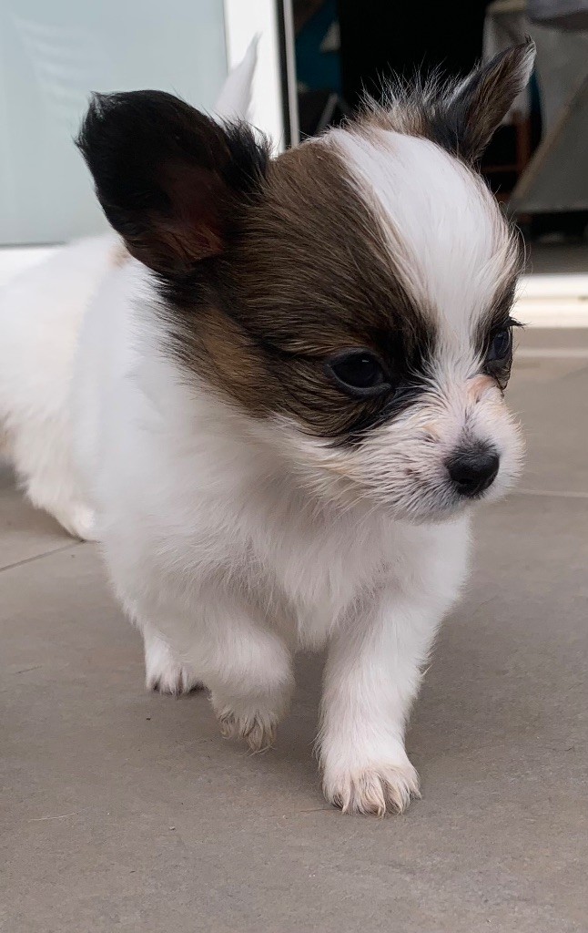 De L'Esprit Du Lion D'or - Chiot disponible  - Epagneul nain Continental (Papillon)