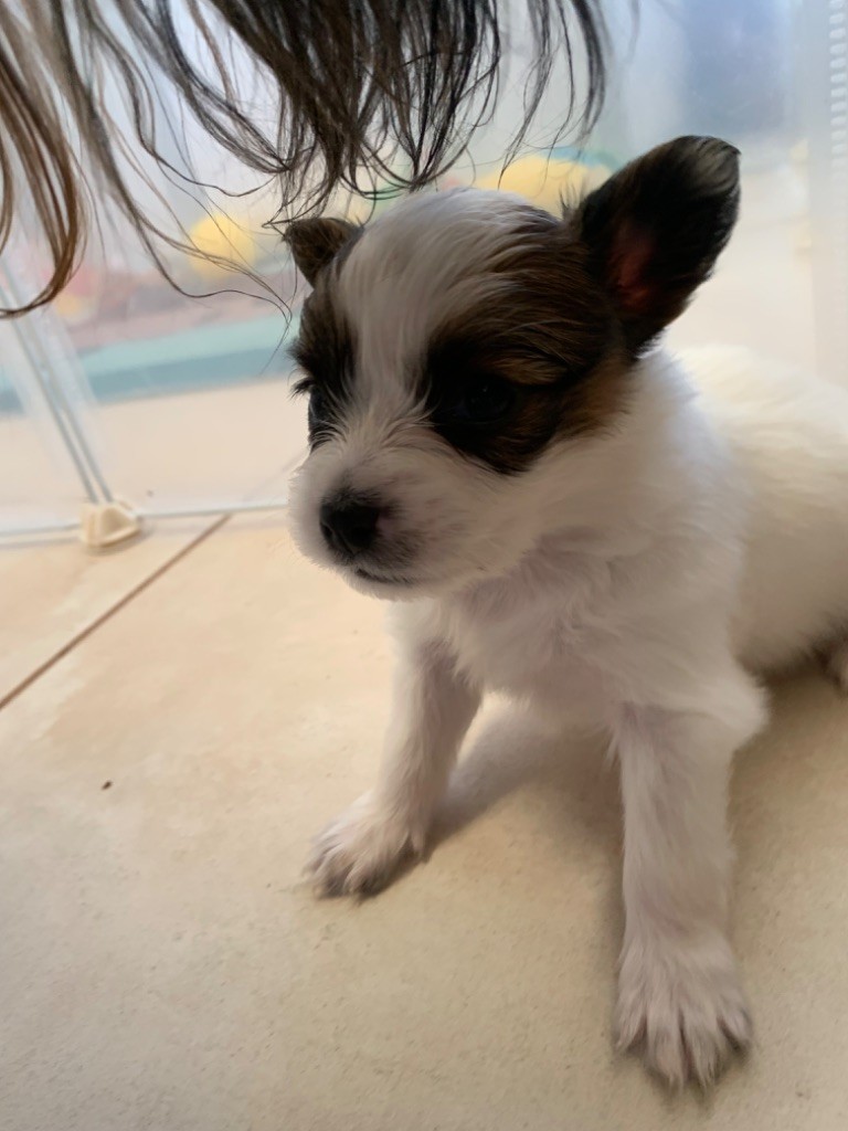 De L'Esprit Du Lion D'or - Chiot disponible  - Epagneul nain Continental (Papillon)