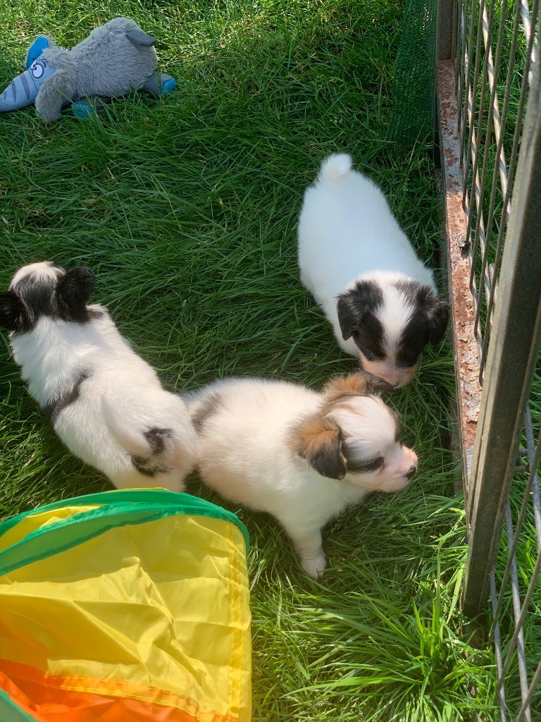 Les bébés d?Opéra et Nikyo ont 5 semaines