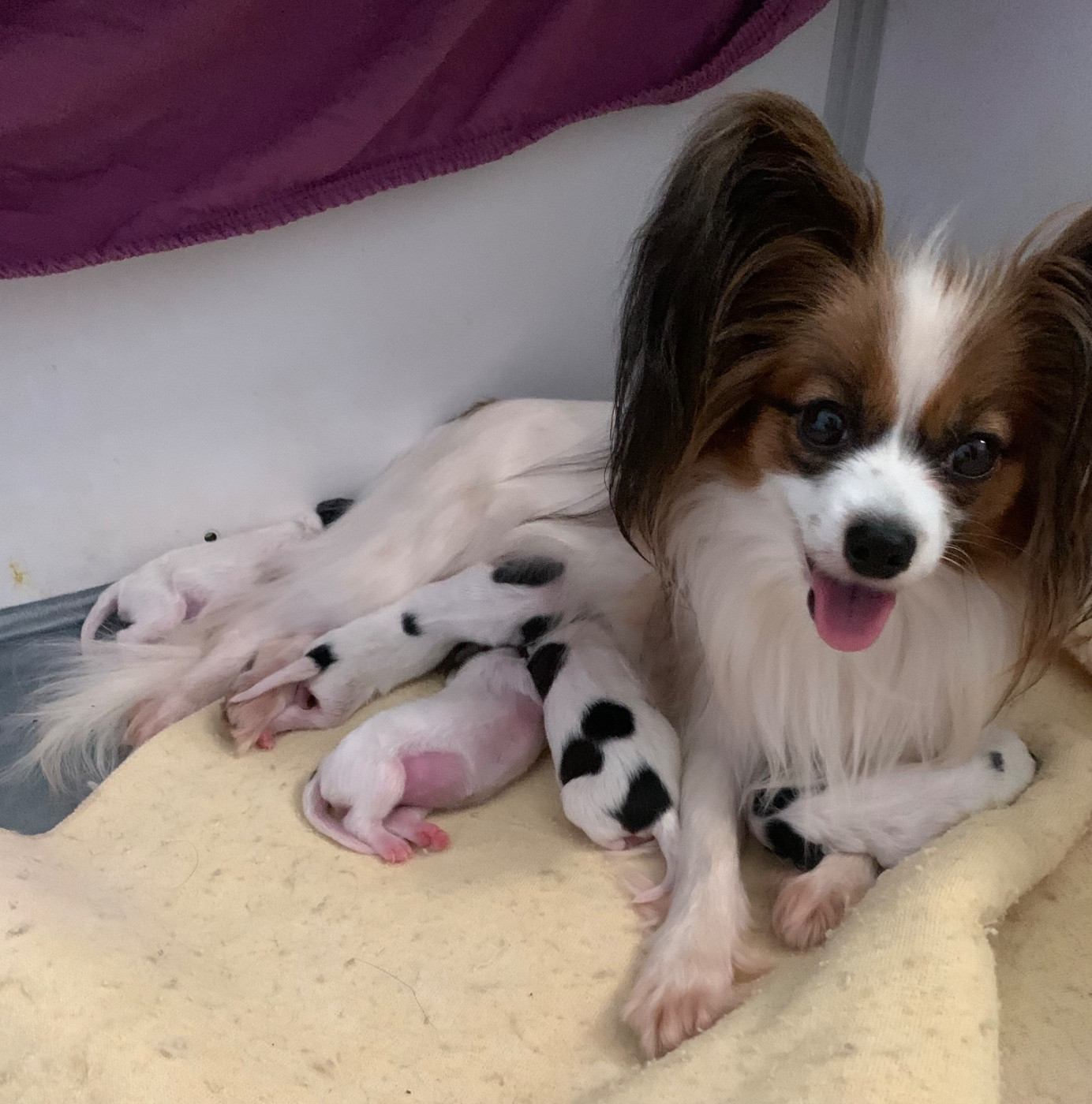 De L'Esprit Du Lion D'or - Epagneul nain Continental (Papillon) - Portée née le 25/01/2026