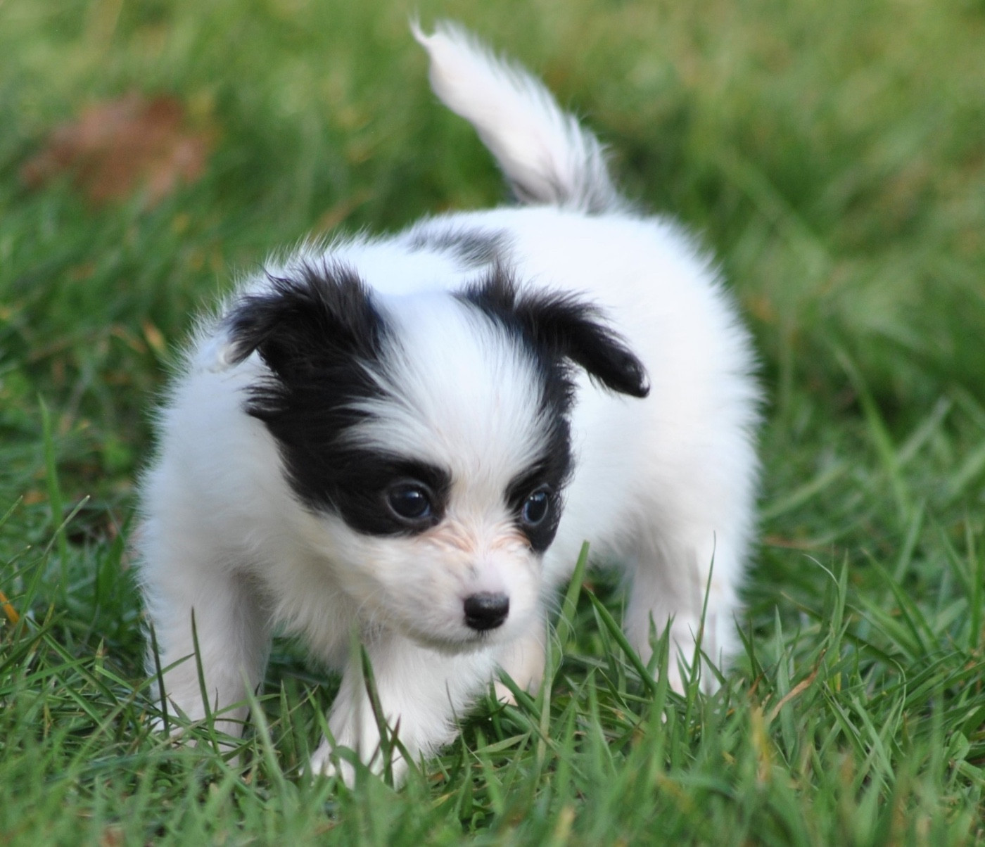 De L'Esprit Du Lion D'or - Chiots disponibles - Epagneul nain Continental (Papillon)