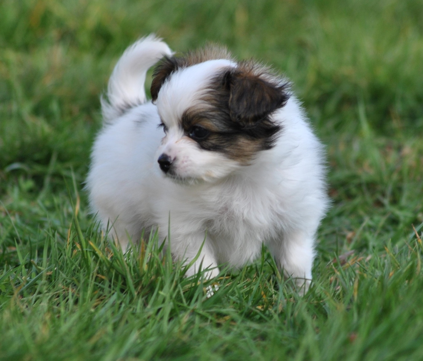 De L'Esprit Du Lion D'or - Chiots disponibles - Epagneul nain Continental (Papillon)