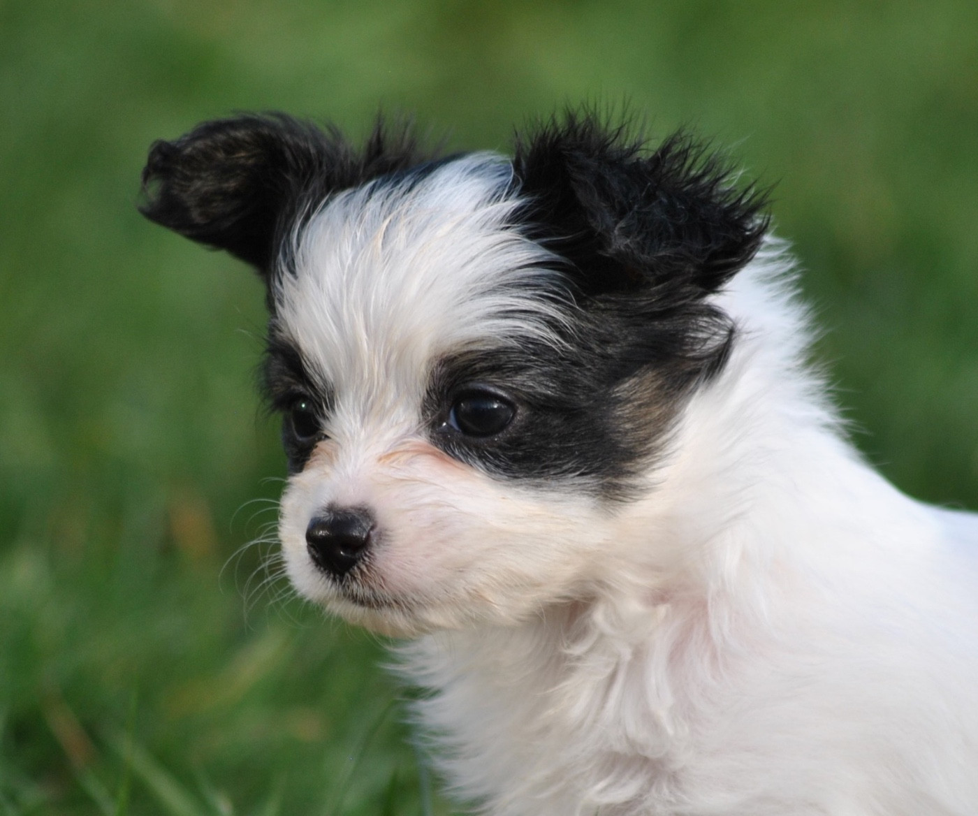 De L'Esprit Du Lion D'or - Chiots disponibles - Epagneul nain Continental (Papillon)