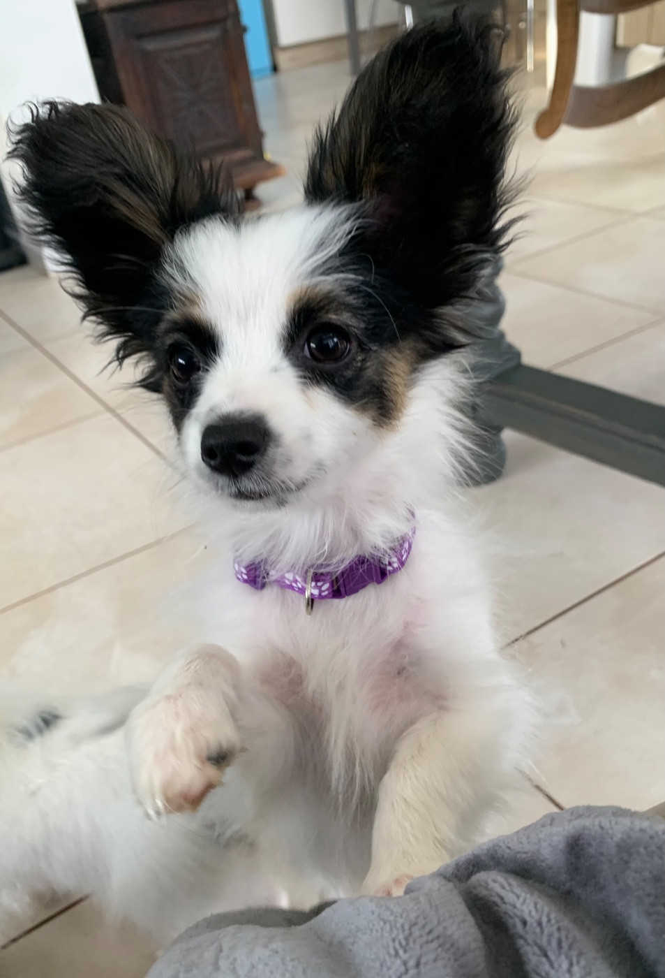 De L'Esprit Du Lion D'or - Chiots disponibles - Epagneul nain Continental (Papillon)