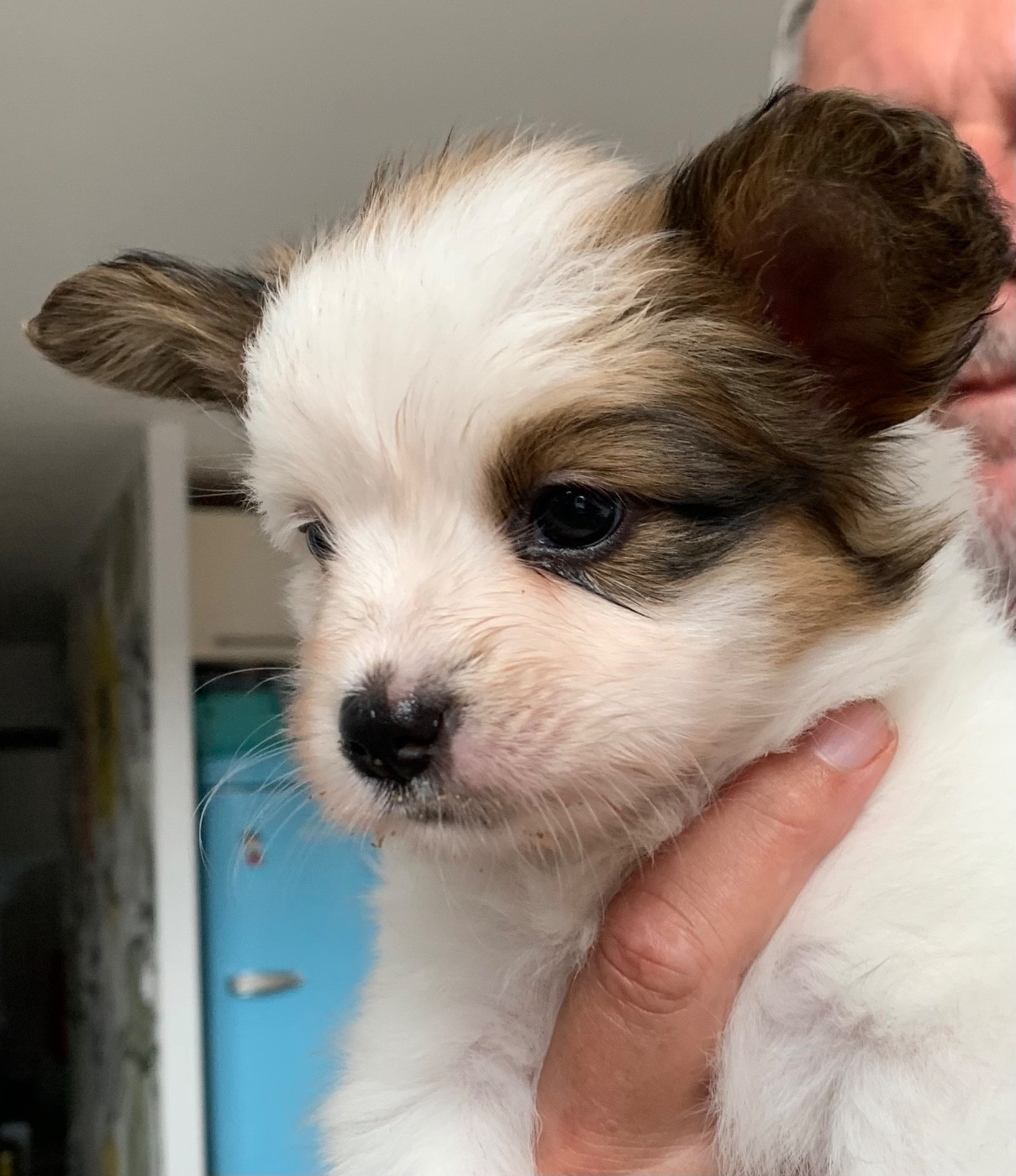 De L'Esprit Du Lion D'or - Chiots disponibles - Epagneul nain Continental (Papillon)