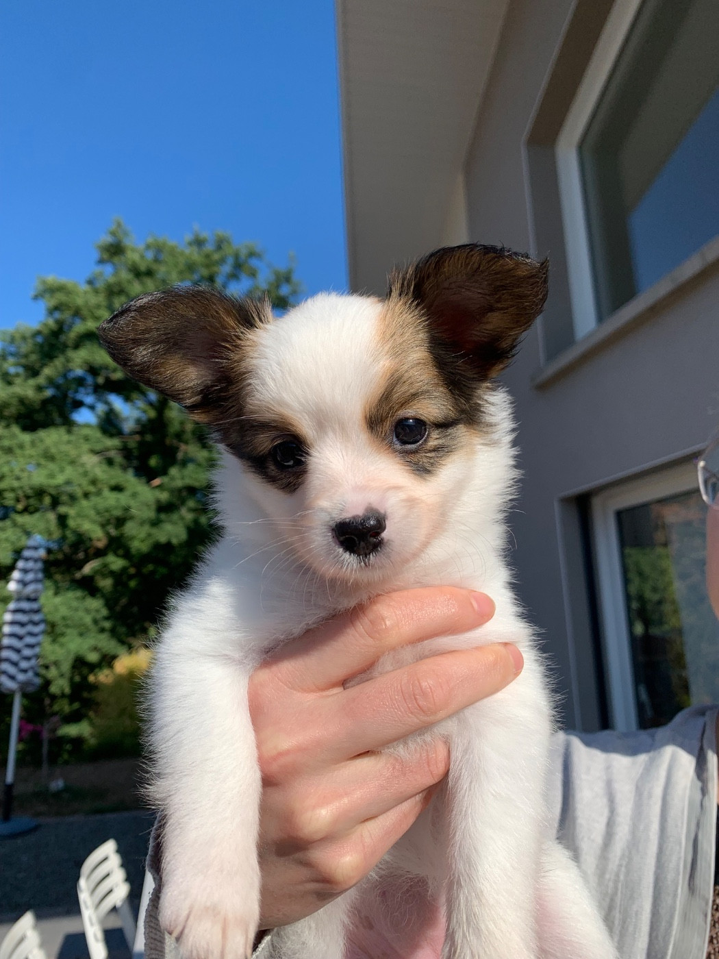 De L'Esprit Du Lion D'or - Chiots disponibles - Epagneul nain Continental (Papillon)