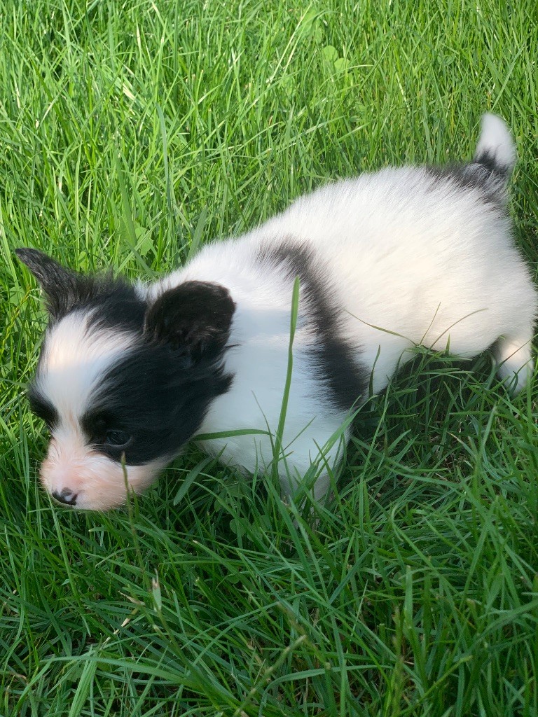 De L'Esprit Du Lion D'or - Chiots disponibles - Epagneul nain Continental (Papillon)