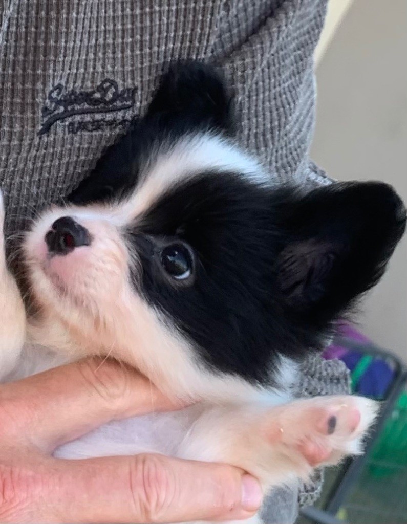 De L'Esprit Du Lion D'or - Chiots disponibles - Epagneul nain Continental (Papillon)