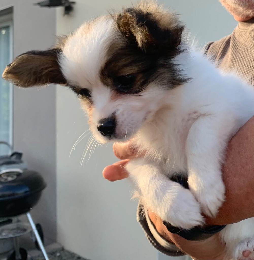 De L'Esprit Du Lion D'or - Chiots disponibles - Epagneul nain Continental (Papillon)