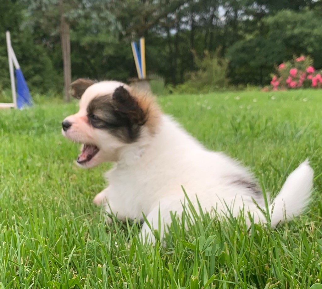 De L'Esprit Du Lion D'or - Chiots disponibles - Epagneul nain Continental (Papillon)