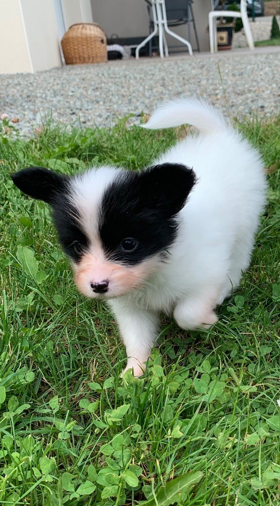 De L'Esprit Du Lion D'or - Chiots disponibles - Epagneul nain Continental (Papillon)