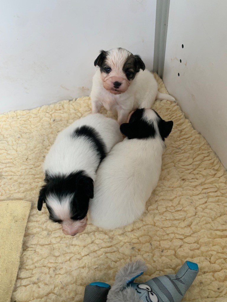 Chiot Epagneul nain Continental (Papillon) De L'Esprit Du Lion D'or
