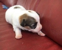 CHIOT
