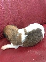 CHIOT
