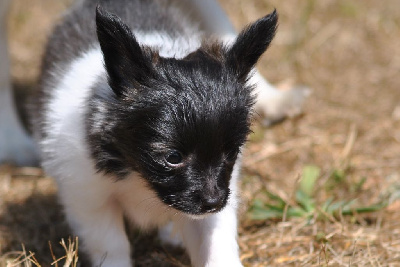 CHIOT 3