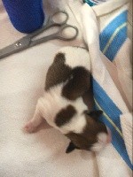 CHIOT