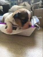 CHIOT