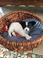 CHIOT