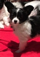 CHIOT