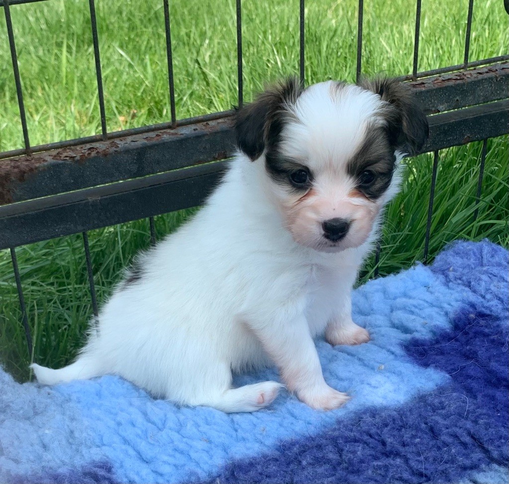 De L'Esprit Du Lion D'or - Chiots disponibles - Epagneul nain Continental (Papillon)